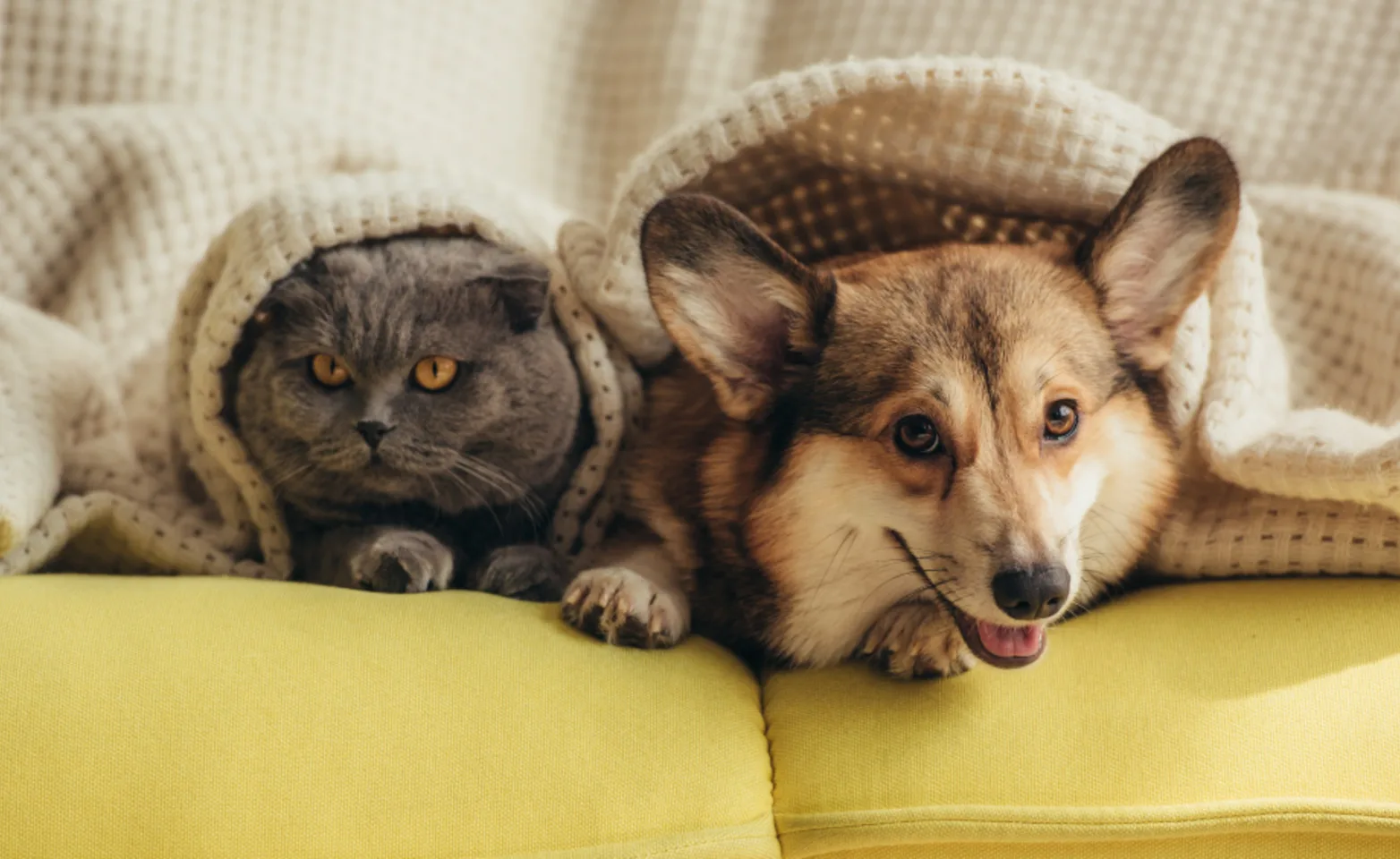 Corgi and grey cat laying under blankets on a yellow couch